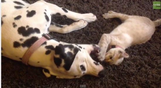 بالفيديو : قط وكلب يتمازحان