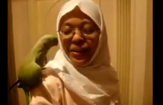 ببغاء مدمن تقبيل الخادمة