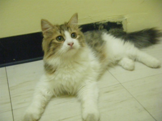 الحيوانات الأليفة مصدر قلق وإزعاج