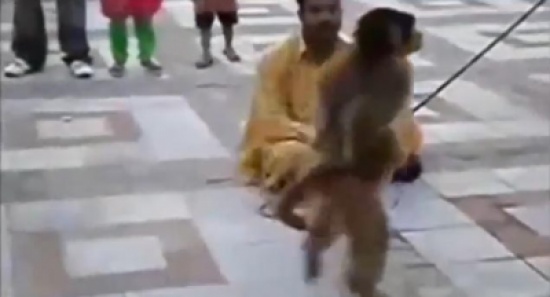 طرائف الحيوانات