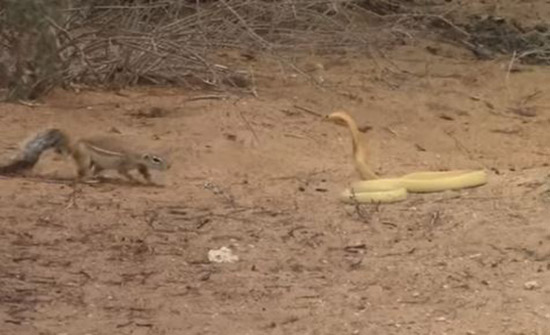عراك مخيف بين افعى وسنجاب