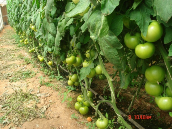 زراعة 30 الف دونم بندورة بالاغوار الجنوبية