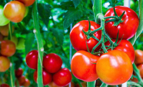 الزراعة : ارتفاع أسعار الخيار والبندورة مؤقت وسببه انخفاض درجات الحرارة