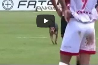 بالفيديو.. كلب يقتحم مباراة كرة قدم ويسبب فوضى بين اللاعبين