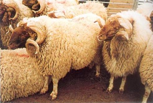 اتفاقية لدعم مربي الاغنام