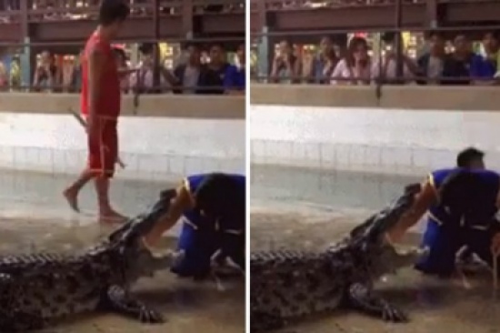 شاهد.. لحظة سقوط رجل في بركة مليئة بالتماسيح