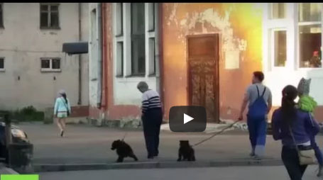 بالفيديو : اثنان يمشيان بصغيري دب في الشوارع العامة