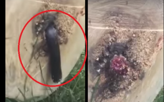 فيديو| رجل يقطع شجرة فيعثر على ما لم يتوقعه بداخلها!