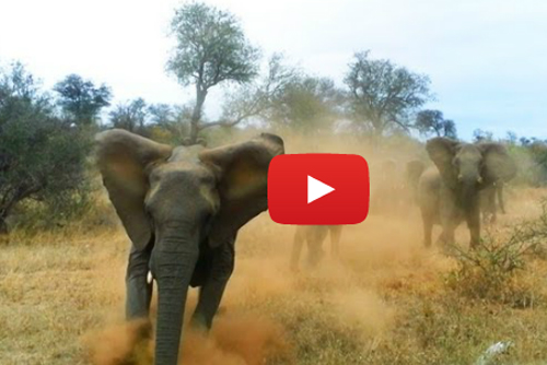 فيل غاضب يهاجم مركبة سياح