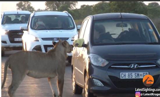 شاهد ماذا فعل هذا الأسد بسيارة سياح يتفرجون عليه ‏