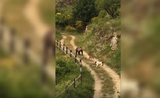 بالفيديو: كلبان جريئان في ايطاليا يتصديان لدب جائع!