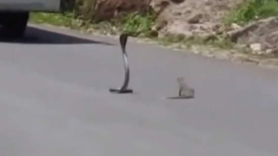 مبارزة بين كوبرا ونمس