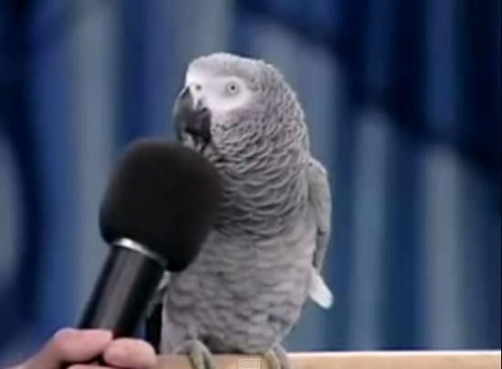 بالفيديو : الببغاء الملقب بـ آينشتاين يقلد بمهارة اصوات الحيوانات
