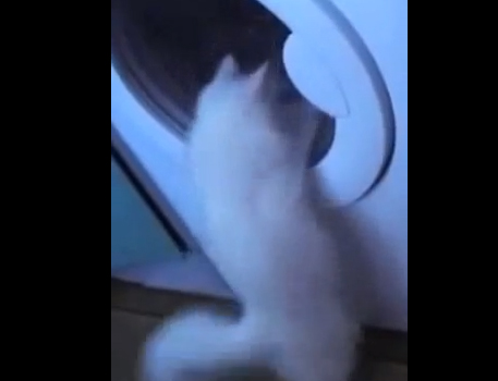 قطة مغرمة بالغسيل