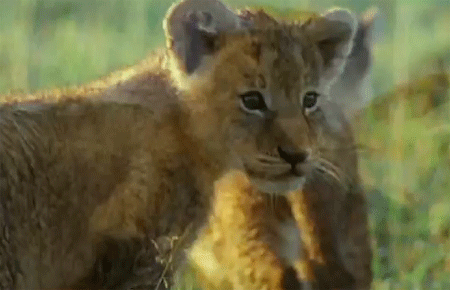 حياة الأدغال