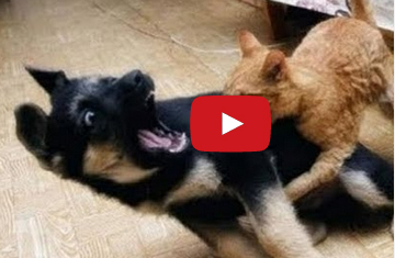 فيديو ظريف لمجموعة كلاب و قطط