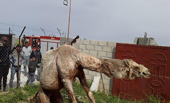 الدفاع المدني ينقذ جمل وقع داخل حفرة في محافظة المفرق الدفاع المدني ينقذ جمل وقع داخل حفرة في محافظة المفرق