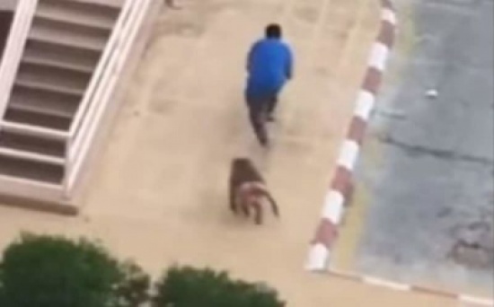 بالفيديو: شاهد .. لحظة هجوم قرود على أحد مرتادي فندق