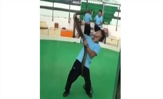 "ملك الكوبرا" ينهي عرضَ مدرّبه بطريقة مأساوية! "ملك الكوبرا" ينهي عرضَ مدرّبه بطريقة مأساوية!