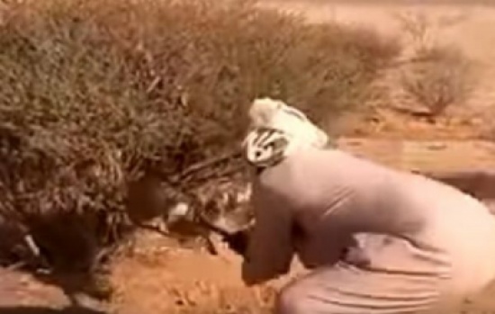 فيديو لمواطن ينقذ ثعلبًا علق في شجرة