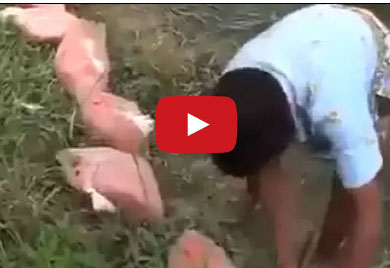 بالفيديو شاهد كيف يتم اطعام الاسماك في اليابان