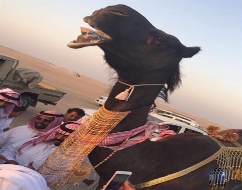 بالفيديو: مواطن سعودي يزيِّن ناقته بالذهب