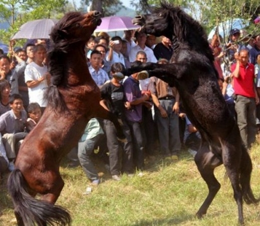بالصور.. قتال الخيول البرية