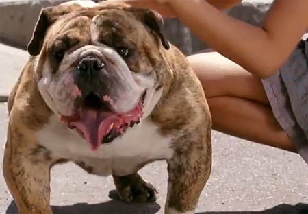 الكلب والفتاة