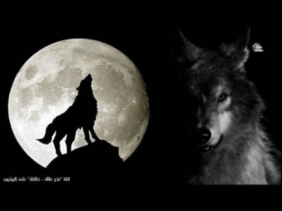 بالفيديو: حقائق وأسرار لا تعرفها عن الذئاب
