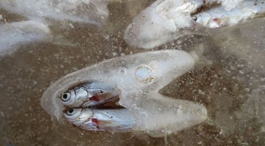 بالصور: تجمد المياه يمنح الصينيين سمكاً مجمداً