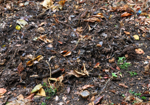 زراعة اربد تدعو لإضافة السماد العضوي المتخمر للأشجار المثمرة