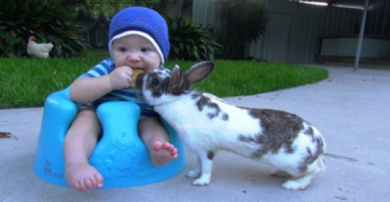 أرنب يسرق بسكوت من طفل