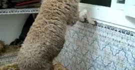 بالفيديو.. لحظة انتحار خروف