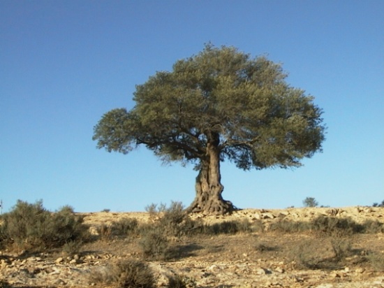 زراعة 550 شجرة زيتون في غور الحديثة ووادي القطار زراعة 550 شجرة زيتون في غور الحديثة ووادي القطار