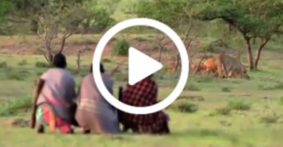 فيديو| 3 رجال يهجمون على الأسود ويسرقون فريستهم!