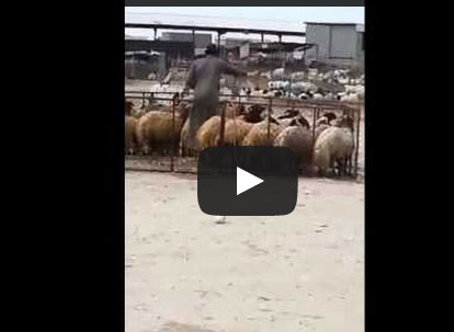 بالفيديو.. تاجر مواشي يرش الخرفان بالطلاء ليغش الزبائن