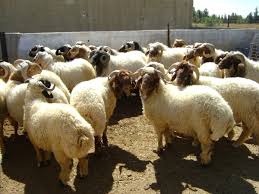 ارتفاع صادرات الاغنام الاردنية في ايار الماضي ارتفاع صادرات الاغنام الاردنية في ايار الماضي