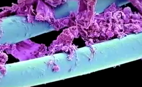 أشياء عادية لكنها تحت المجهر أجمل