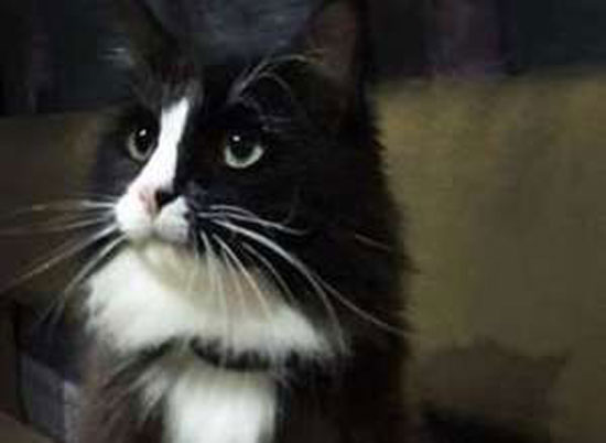 قطٌّ وسيم يعمل "ممثلاً مسرحياً" تبحث عنه موسكو بأكملها عقب هروبه.. كيف ضاع الموهوب؟