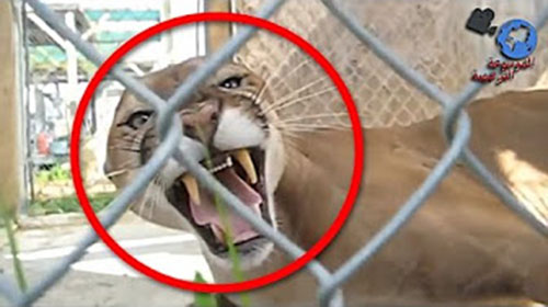 فيديو مخيف: أسد الجبال الأمريكي يحاول افتراس حارسه