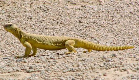 شاهد أغرب طريقة لصيد الضب في السعودية