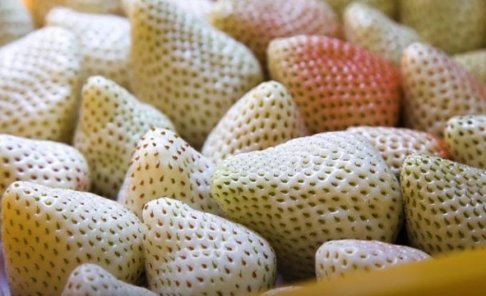 بالفيديو.. الجوهرة البيضاء.. فراولة بلون مختلف يزرعها رجل واحد بالعالم!