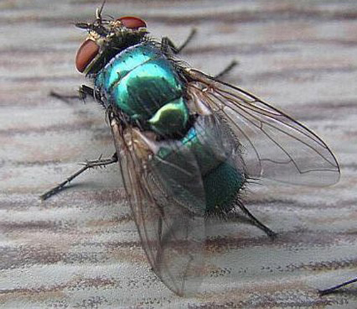 دراسة : الذباب لعلاج إلتهابات العظام المزمنه وأمراض السكر