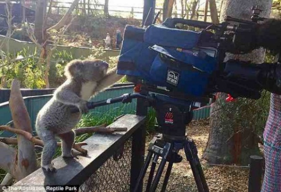 أنثى دب كوالا تصور