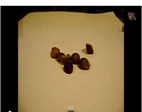 بذور غريبة تقفز وتتحرك وتهرب من الشمس