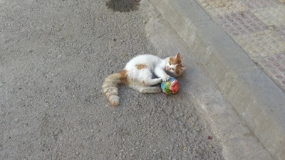 … قط يلعب فطبول بمهارة