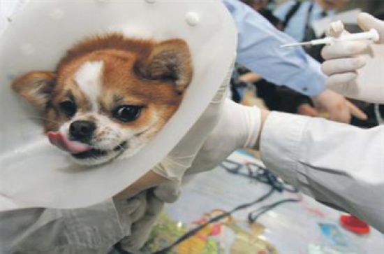 الانتهاء من مشروع العيادة البيطرية الجديدة في قصبة المفرق