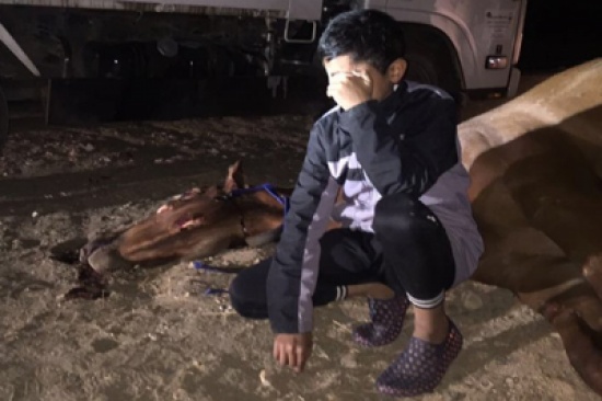 صور مؤثرة للطفل مؤيّد وهو يبكي فرسه إيناس بعد نفوقها في حادث مروري