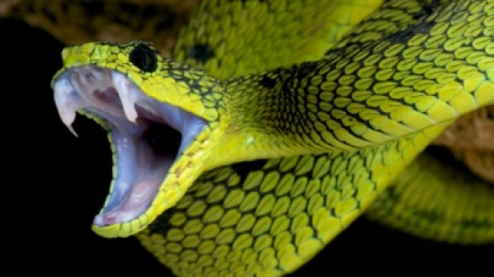 شاهد..  كوبرا تأكل ثعبان سام في مشهد مرعب