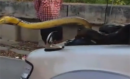 بالفيديو: سائق يعثر على ثعبان وزنه 30 كيلو جرام داخل محرك سيارته